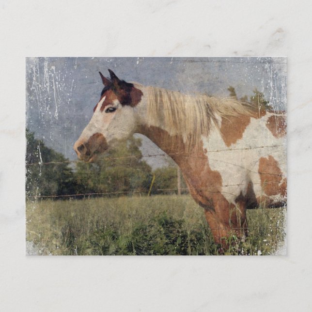 Postal Pinto Horse Grunge (Anverso)