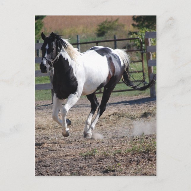 Postal Pinto Paint Horse (Anverso)