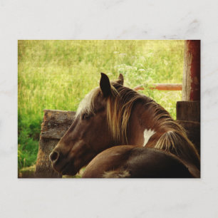 Postal Pinto Pony