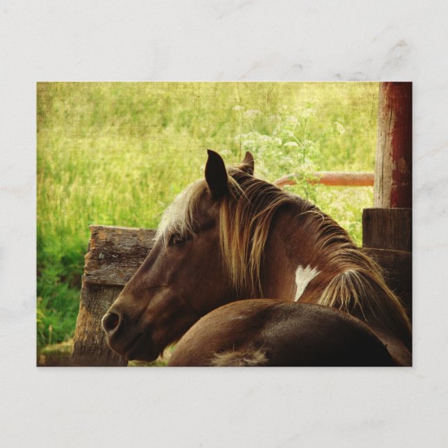 Postal Pinto Pony (Anverso)