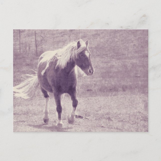 Postal Pinto Pony (Anverso)