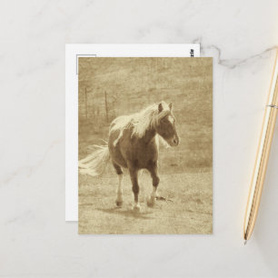 Postal Pinto Pony en Sepia