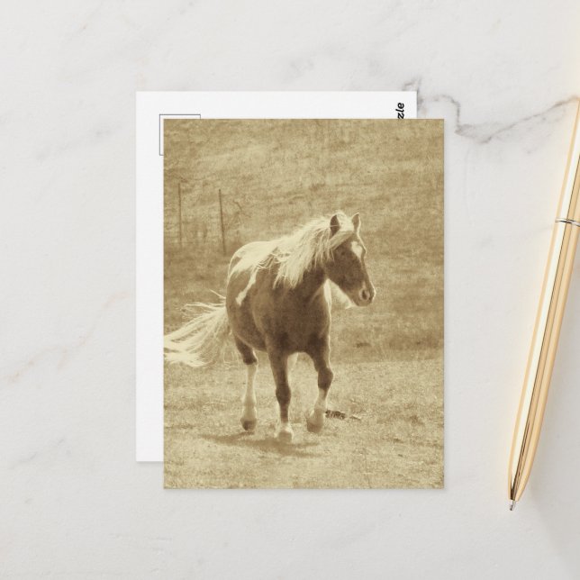 Postal Pinto Pony en Sepia (Anverso/Reverso In Situ)