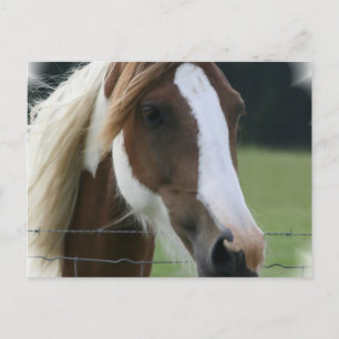 Postal Pinto Pony Postcard