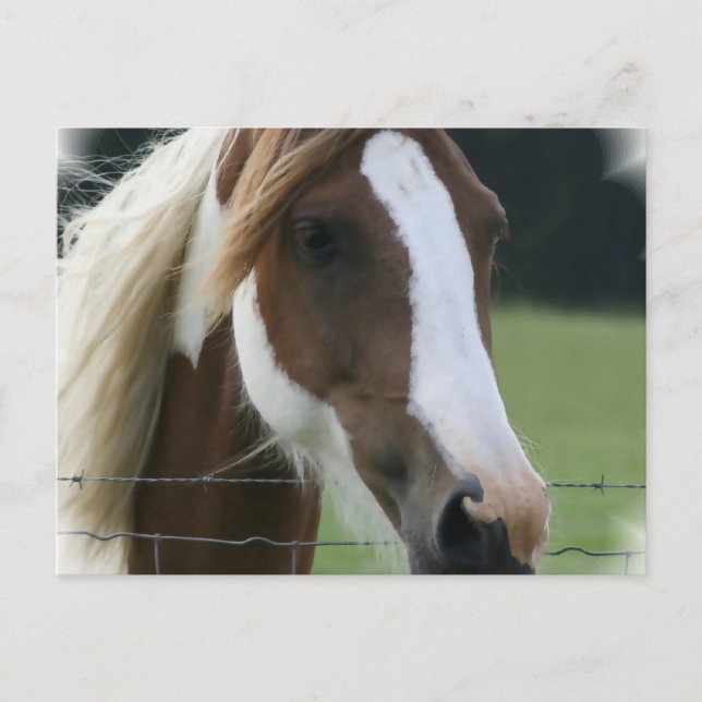 Postal Pinto Pony Postcard (Anverso)