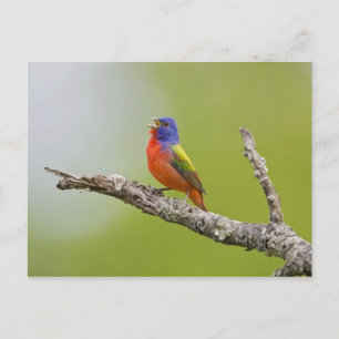 Postal Pintorín (Passerina ciris) macho cantando