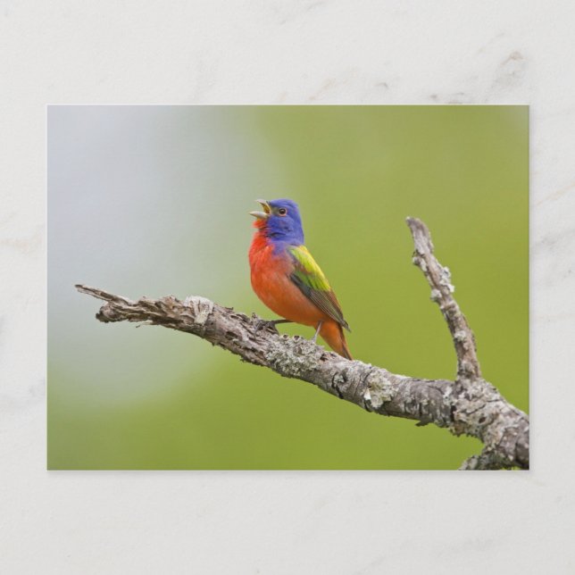 Postal Pintorín (Passerina ciris) macho cantando (Anverso)