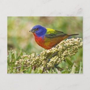 Postal Pintorito Americano