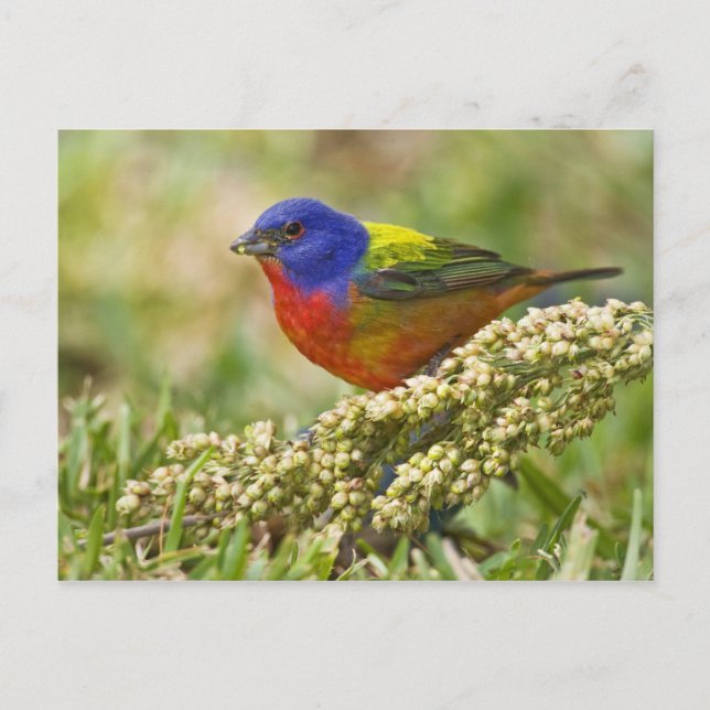 Postal Pintorito Americano (Anverso)