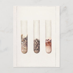 Postal Pintura acuática de las extremidades (Citrus Auran