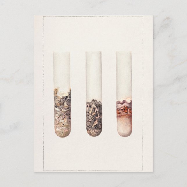 Postal Pintura acuática de las extremidades (Citrus Auran (Anverso)