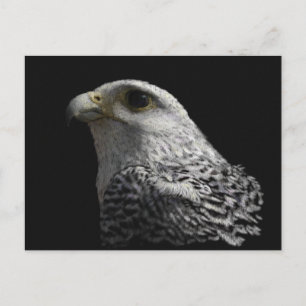 Postal Pintura ártica del retrato de Gyrfalcon