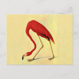 Postal Pintura auduónica de flamenco estadounidense