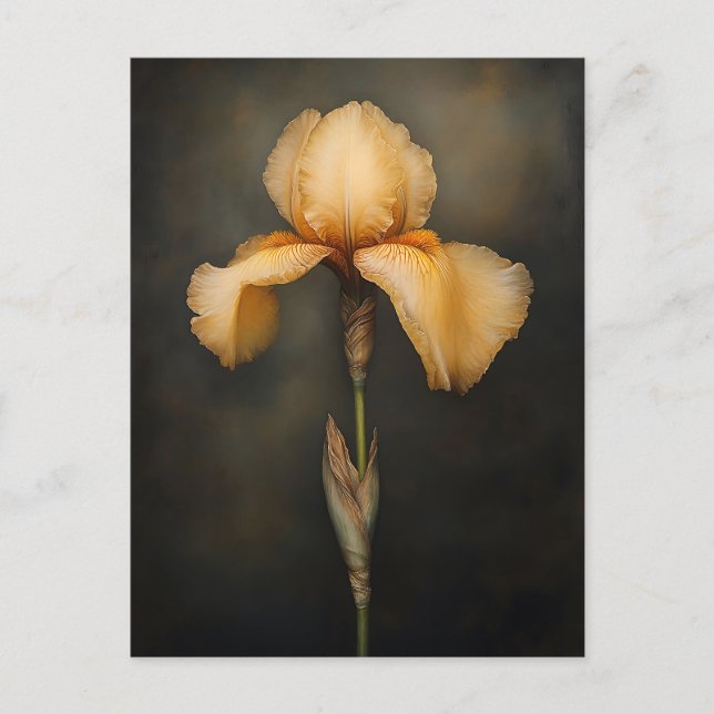 Postal Pintura botánica de Iris amarillo (Anverso)