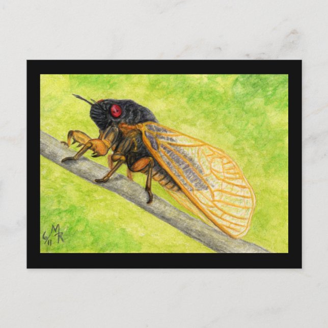 Postal Pintura Cicada De 13 Años (Anverso)