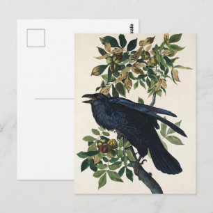 Postal Pintura clásica de pájaro Audubon Raven