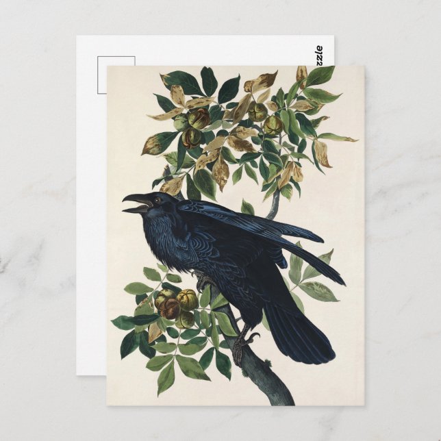 Postal Pintura clásica de pájaro Audubon Raven (Anverso / Reverso)