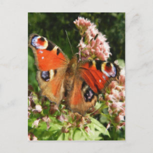 Postal Pintura de aceite de mariposa