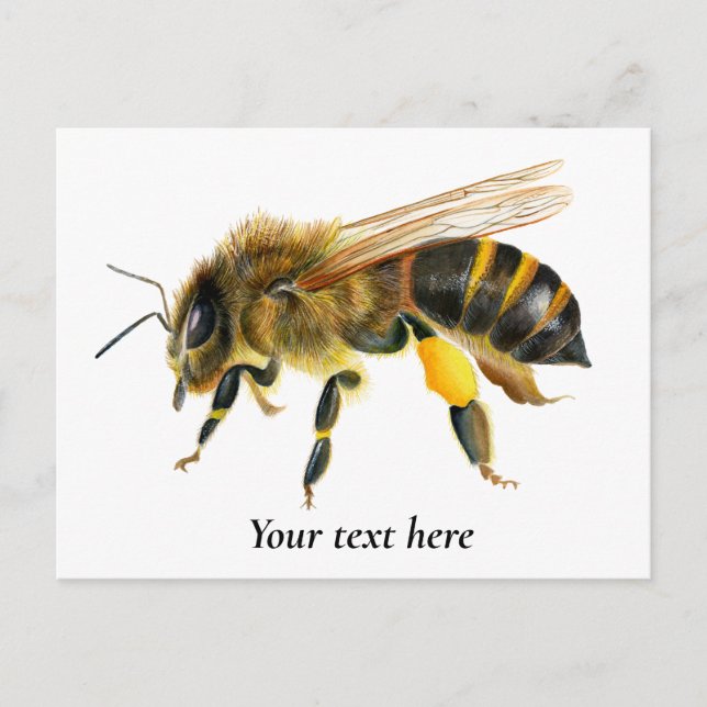 Postal Pintura de Acuarela de Abeja Melífera (Anverso)