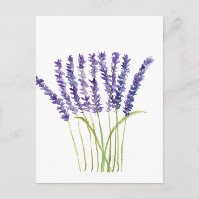 Postal Pintura de acuarela de lavanda, flores moradas (Anverso)
