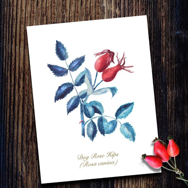 Postal Pintura de acuarela de tela de Rosa de perro dibuj (Subido por el creador)