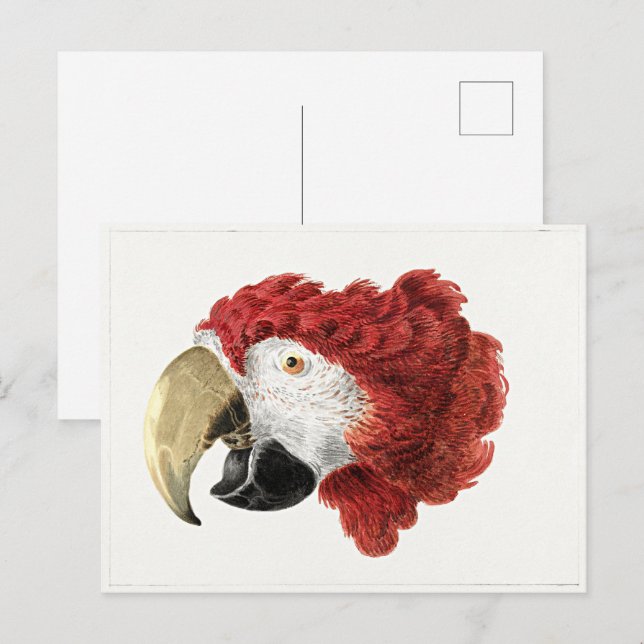Postal pintura de Aert Schouman, Cabeza de una Guacamaya (Anverso / Reverso)