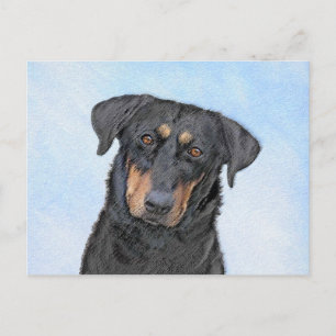 Postal Pintura de Beauceron - Arte de perros original y b