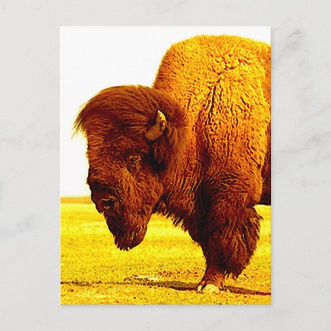 Postal Pintura de Bison / Buffalo Head (Anverso)
