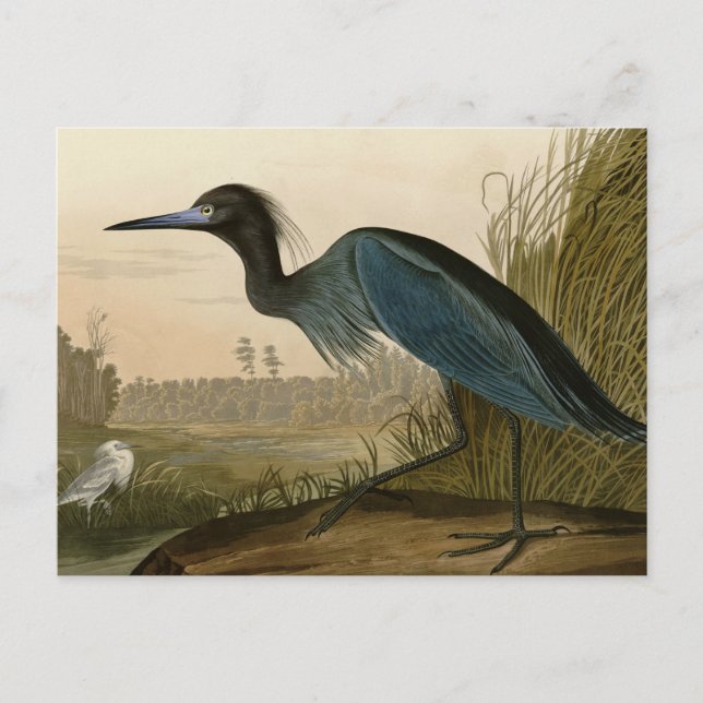 Postal Pintura de Blue Crane Heron Audubon (Anverso)