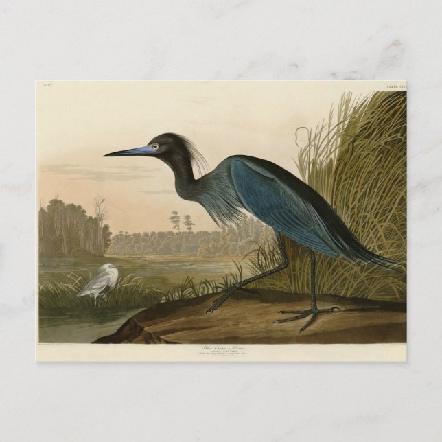 Postal Pintura de Blue Crane Heron Audubon (Anverso)