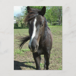 Postal Pintura de caballo