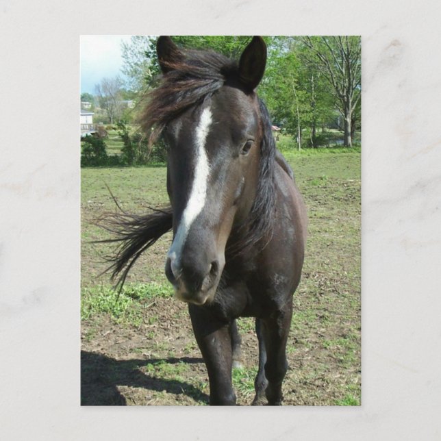 Postal Pintura de caballo (Anverso)