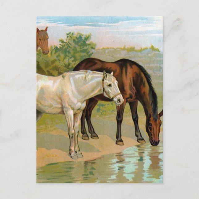 Postal Pintura de caballo vintage (Anverso)