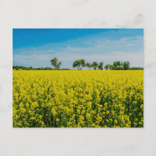 Postal Pintura de campo de flores amarillas