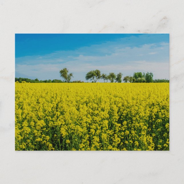 Postal Pintura de campo de flores amarillas (Anverso)