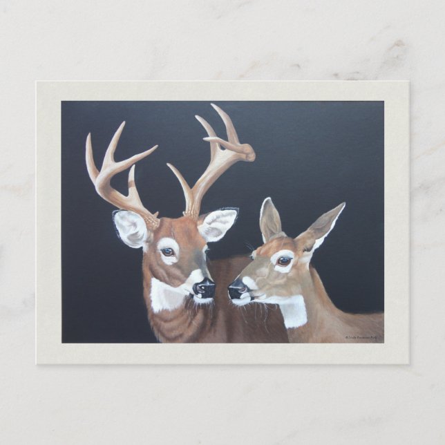 Postal Pintura de ciervo blanco Buck and Doe (Anverso)
