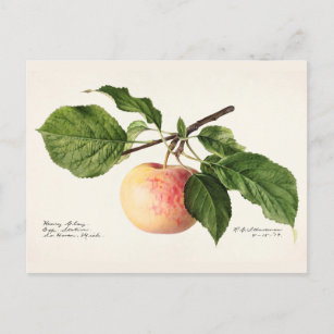 Postal Pintura de color de agua de frutas de Apple (Malus