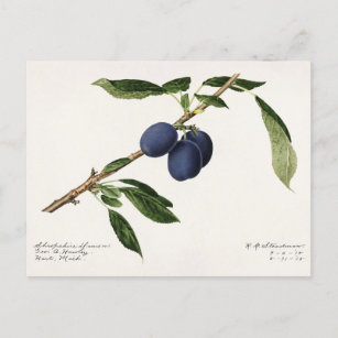 Postal Pintura de color de agua de frutas (Prunus Domesti