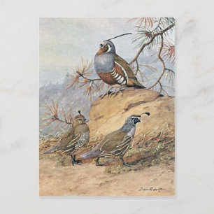 Postal Pintura de dos diversas especies de las codornices