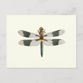 Postal Pintura de Dragonfly de época dibujando arte de in