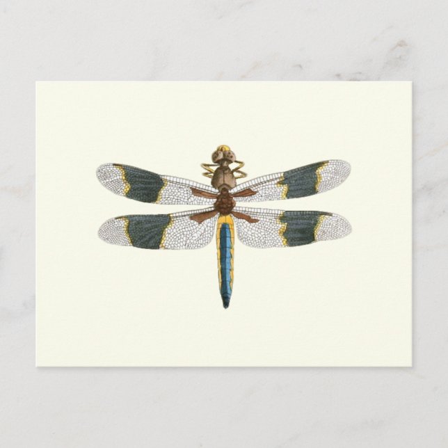Postal Pintura de Dragonfly de época dibujando arte de in (Anverso)