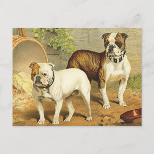 Postal Pintura de época de Bulldoges ingleses