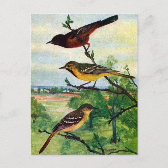 Postal Pintura de época de Orchard Orioles (Anverso)