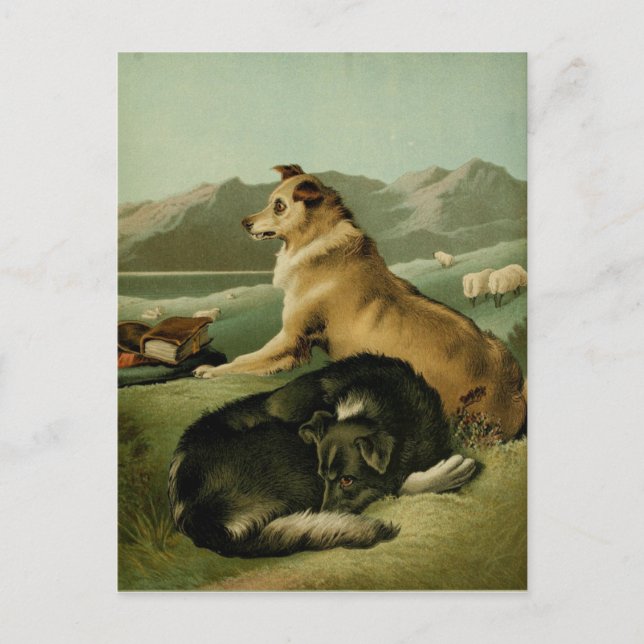 Postal Pintura de época: Perros de Collie (Anverso)
