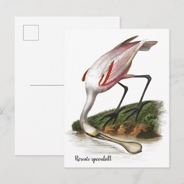 Postal Pintura de espátula rosada  Pequeña (Anverso / Reverso)