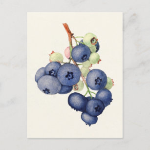 Postal Pintura de frutas con arándanos (Vaccinium Corymbo