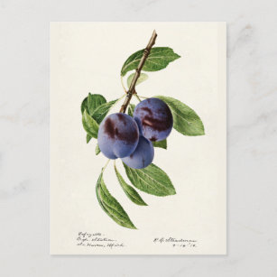 Postal Pintura de frutas de ciruelas azules (Prunus Domes