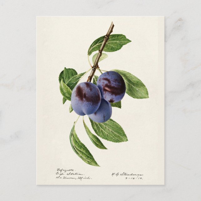 Postal Pintura de frutas de ciruelas azules (Prunus Domes (Anverso)