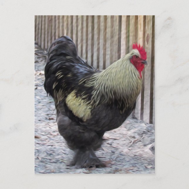 Postal Pintura de gallo (Anverso)