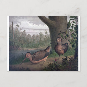 Postal pintura de gallos de caza.